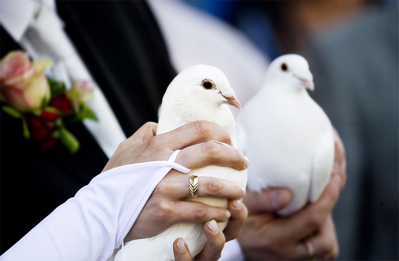 Для чего на свадьбе выпускают голубей