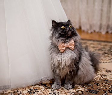 Животные на свадьбе – что нужно учесть